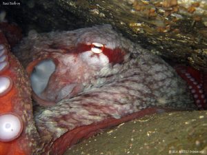 Giant pacific octopus, Enteroctopus dofleini. Race Rock, ... by Bea & Stef Primatesta 